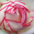 Bijela - ružičasta - Patuljasta ruža  - Biedermeier®